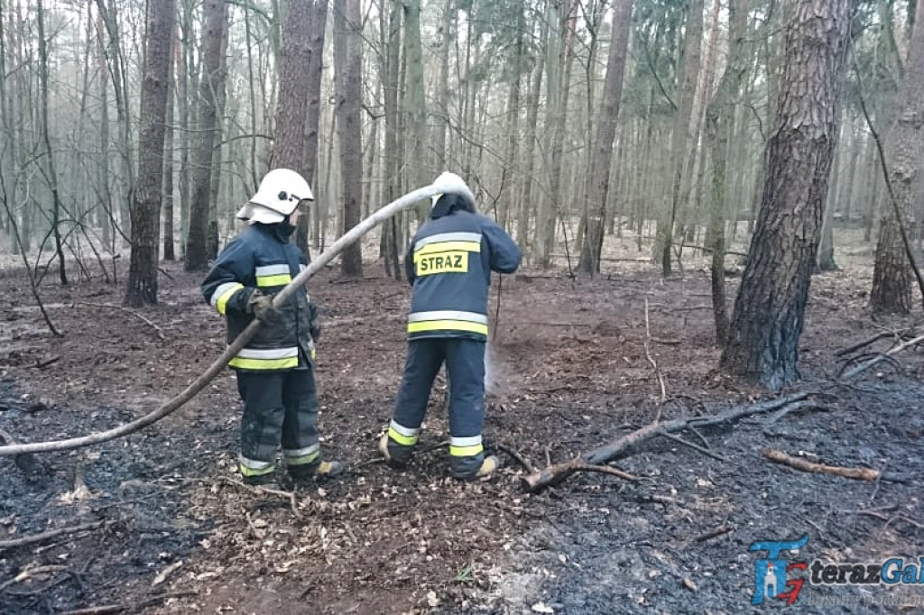 Najwyższy stopień zagrożenia pożarowego w lasach. Wczoraj paliło się w Łącku i Alfonsowie. [zdjęcia]
