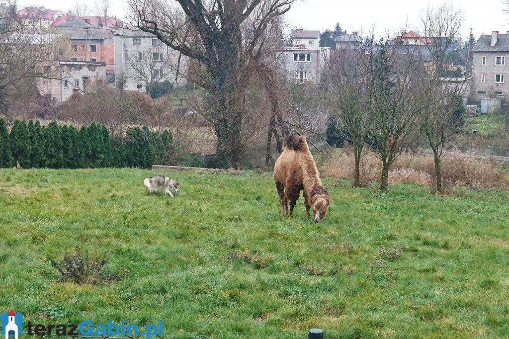 Kobieta z wielbłądem.