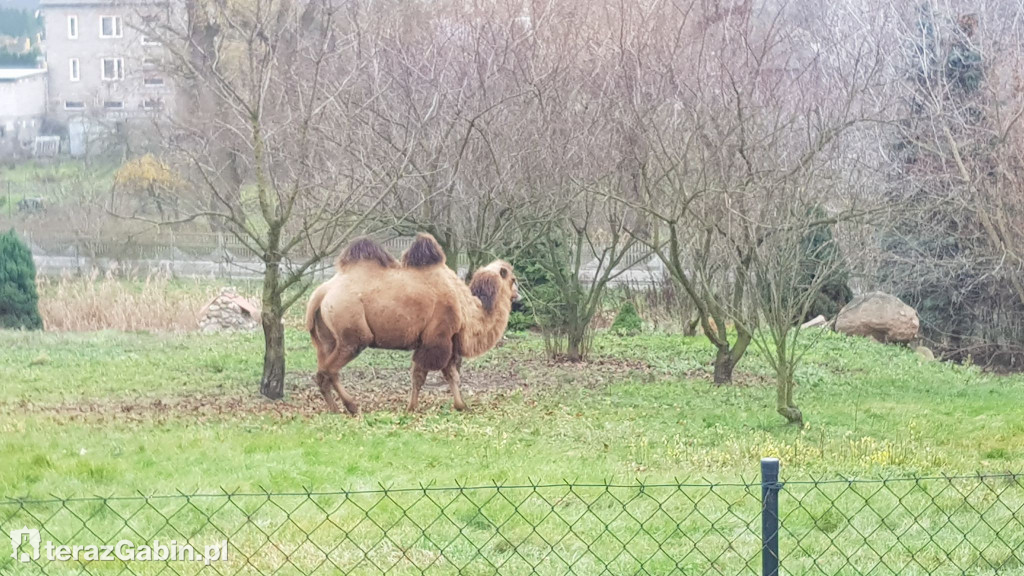 Kobieta z wielbłądem.