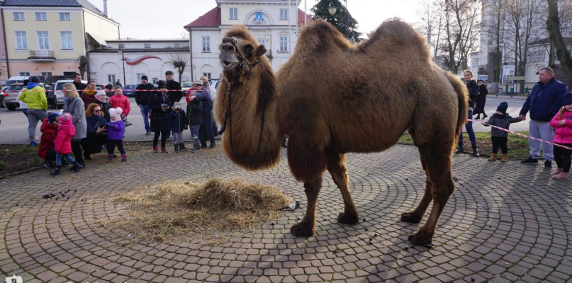 Nie żyje wielbłądzica, którą gościliśmy w Gąbinie. 