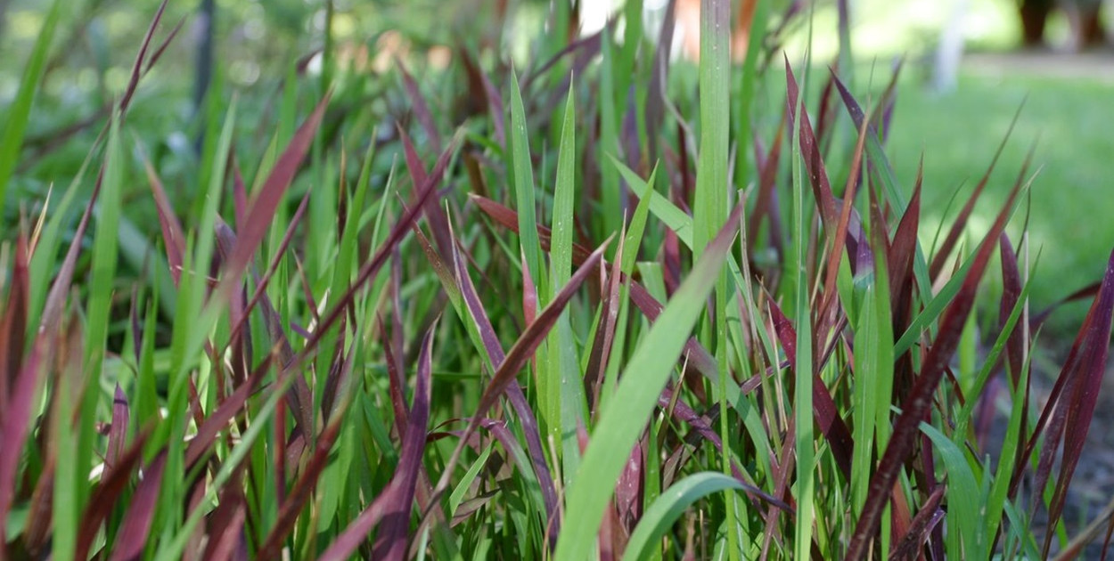 Imperata cylindryczna w ogrodzie: uprawa, rozmnażanie i korzyści