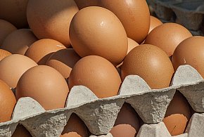 Salmonella wykryta w jajach! GIS wydał pilne ostrzeżenie-59943