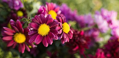 Jednoroczne czy wieloletnie? Jak wybierać nasiona kwiatów bez błędów